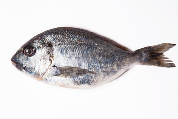 sea bream on a white background