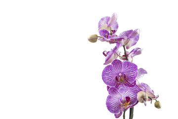 purple white orchid isolated on white background