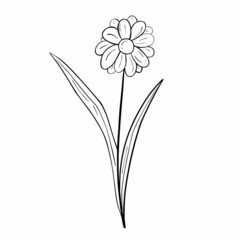 Hand drawn flower isolated on white background. Vector floral summer element. Decorative doodle sketch illustration.