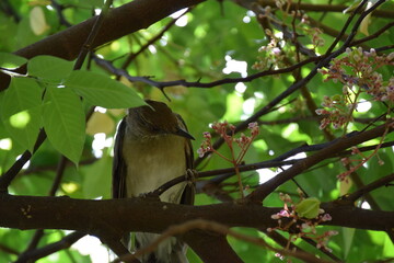 turdus amaurochalinus bird eating averrhoa carambola flowers