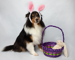 Fototapeta na wymiar easter shetland sheepdog dog wearing bunny ears with basket and toy