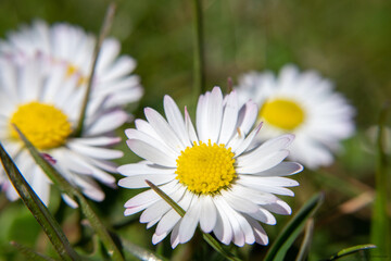 Obraz premium Gänseblümchen