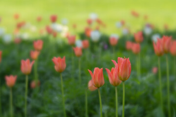 Obraz premium Field of tulips, three in focus. Blurred areas.