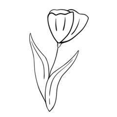 Hand drawn flower isolated on white background. Vector floral summer element. Decorative doodle sketch illustration.