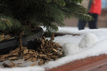 snow covered pine tree