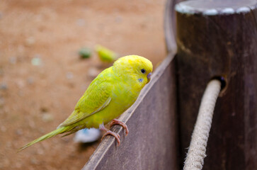 cute macaw parrot eating feed