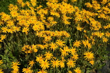 FIORI ARNICA