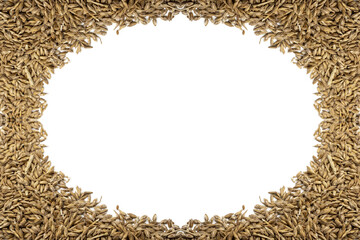 spelled grains after harvest in front of white background