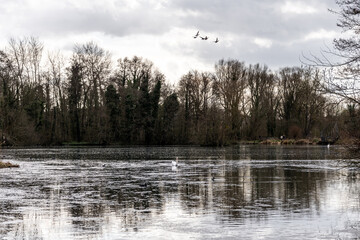 paysage lac avec arbres