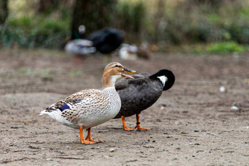 canard bouche ouverte