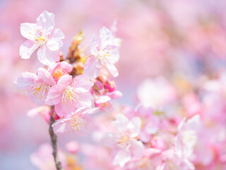 Beautiful pink cherry blossoms or sakura flowers in full bloom blowing by wind, Warm spring image, Nobody	