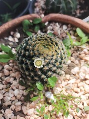 cactus in a pot