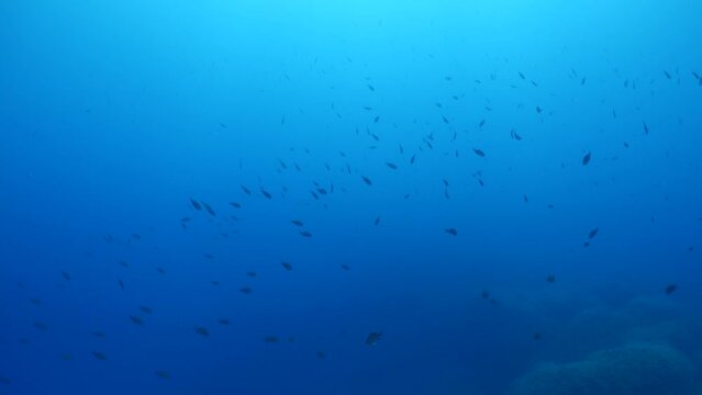 underwater scenery blue water damsel fish school ocean scenery mediterranean