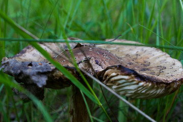 mushroom in the grass