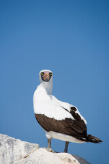 Nazca Booby ( Sula granti ) at Punta Suarez Espanola Island Galapagos Islands, Ecuador