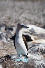 Blue footed Booby Sula nebouxii, Espanola Island, Galapagos, Ecuador