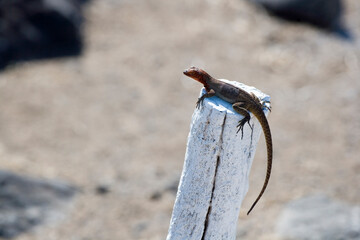 Female Galapagos Lava Lizard Microlophus albemariensis