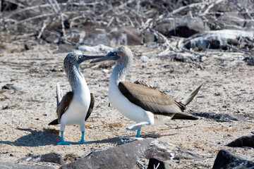Male and female Blue footed Boobies courtship - Sula nebouxii - Espanola Island, Galapagos, Ecuador