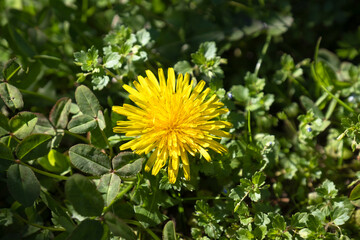 dandelion flower on green grass background