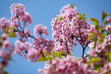 春の訪れ　青空に映える満開の河津桜