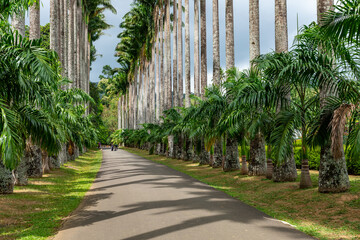 Palm tree alley in Royal Botanic King Gardens. Peradeniya. Kandy. Sri Lanka. - obrazy, fototapety, plakaty
