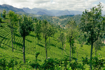Sri Lanka Tea Plantation. Haputale, Sri Lanka.