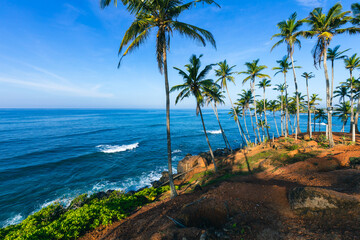 Fototapeta na wymiar Coconut tree hill in the western province of Mirissa, Sri Lanka.