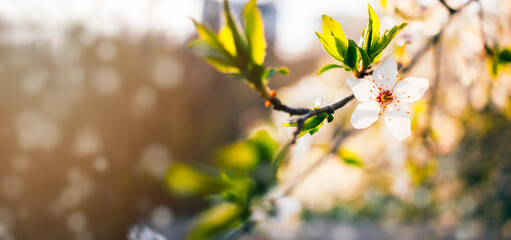 Spring background with cherry tree