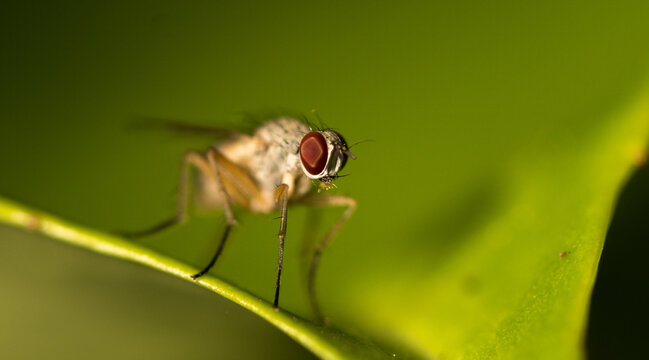 MacromakroBilder StockFotos & Videos. Adobe Stock