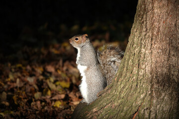 Naklejka na ściany i meble A cute selective focus shot of a grey squirrel standing on its hind legs at the foot of a tree in autumn. 