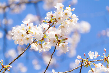 春の桜