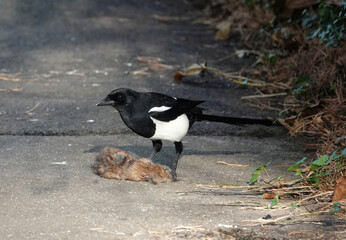 A close-up shot of a European magpie standing over a dead brown rat on a concrete footpath. 