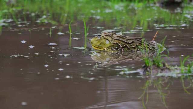 African Bullfrog On Habitat At Central Kalahari Game Reserve, Botswana. Selective Focus Shot