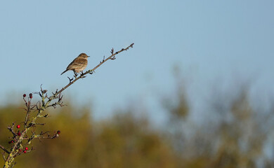 A selective focus shot of a meadow pipit perching on a twig in a woodland against a blurry background. 