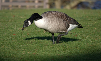 A close-up shot of a Canada goose walking across and feeding on the grass in the sunshine.  © Nigel Harris