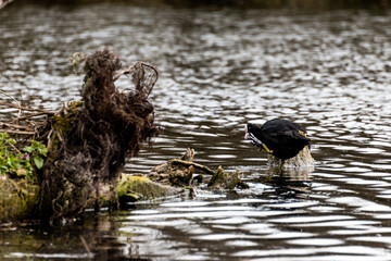 poule d'eau lac
