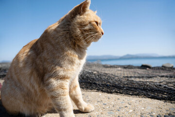 福岡県相島の海岸で座る猫の横顔