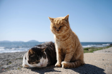 福岡県相島の海岸で居眠りする猫たち