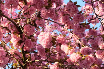 FU 2020-04-09 Kirsch 183 Am Kirschbaum wachsen viele rosa Blüten