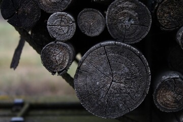 legno nero