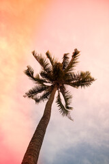 Beautiful silhouette windy coconut palm tree in sunshine day sky background. Color fun tone. Travel tropical summer beach holiday vacation or save the earth, nature environmental concept.
