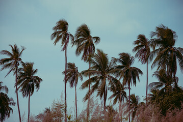 Fototapeta na wymiar Seaside coconut palm tree forest with blue sky background vintage tone. Beautiful nature, paradise island for relaxation traveling concept.