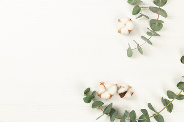eucalyptus leaf and cotton on a white background