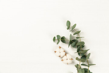 eucalyptus leaf and cotton on a white background