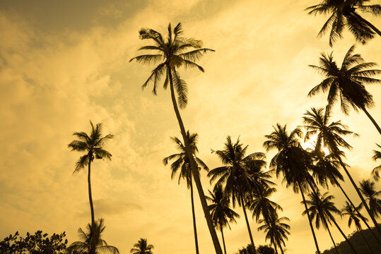 Beautiful silhouette coconut palm tree in golden sunset evening background. Travel tropical summer beach holiday vacation or save the earth, nature environmental concept.