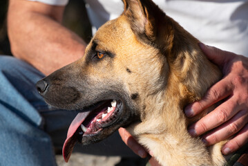 A young brown German Shepherd mix stands in front of a seated man and is hugged on the head by him