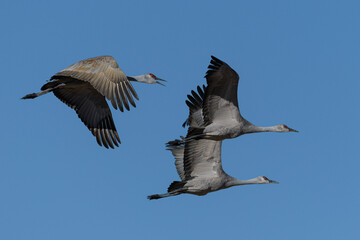 Migrating Greater Sandhill Cranes in Monte Vista, Colorado