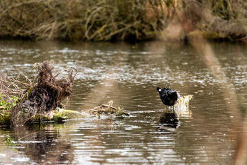 poule d'eau lac