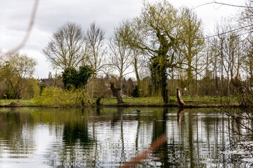 nature lac avec arbre reflets