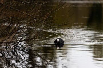 poule d'eau canard lac